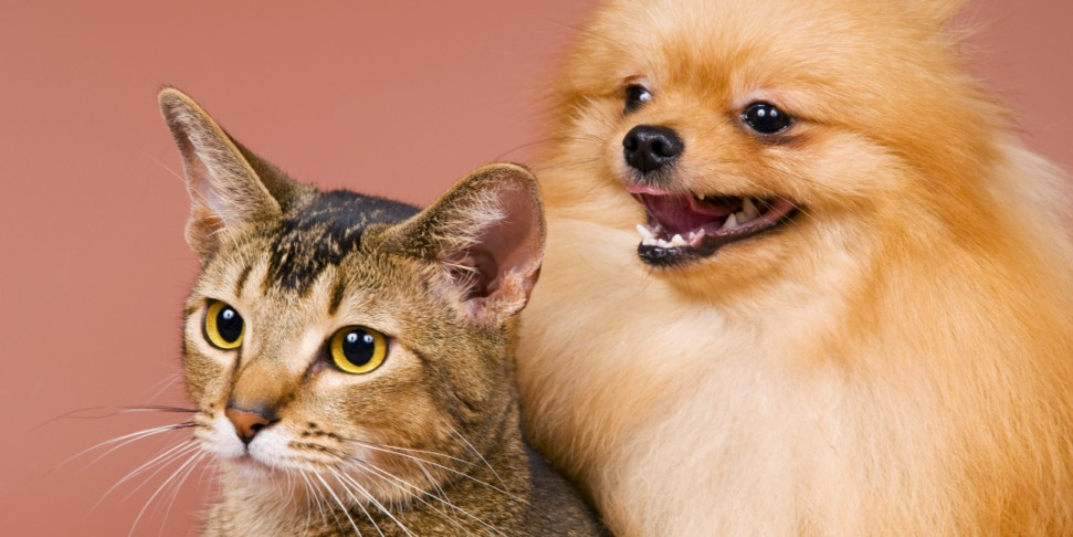 La dermatite allergica nei cani: cause, sintomi e rimedi