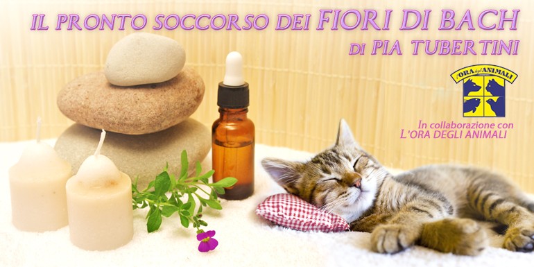 1° Expo Canina Nazionale per Meticci e Cani di Razza