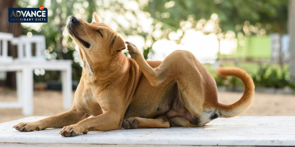 Come trattare la dermatite atopica nei cani?