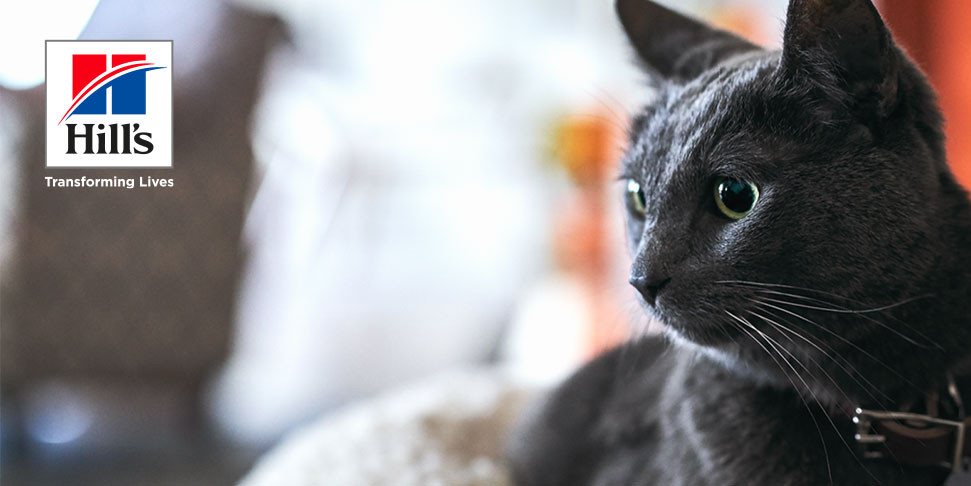 Individuare e gestire i problemi urinari per cani e gatti