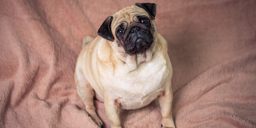 Cani e gatti in sovrappeso: come tutelare la loro salute