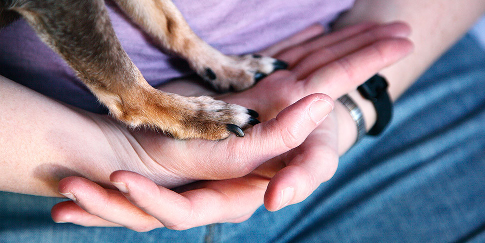 Come tagliare le unghie al cane