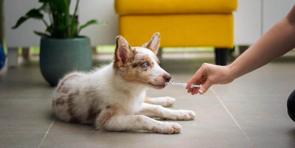 Cos’è e quando usare il kennel per cani