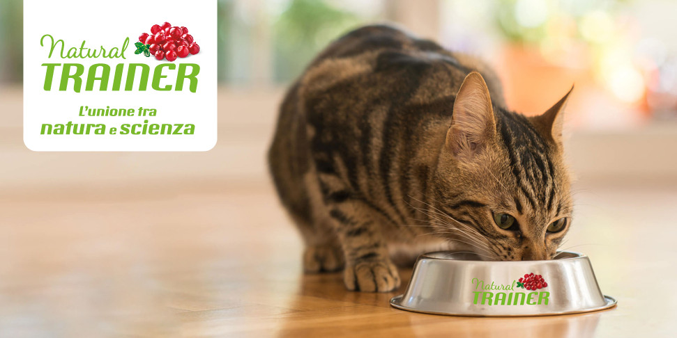 Monge Supreme il non plus ultra delle ricette per l’alimentazione felina targata Monge