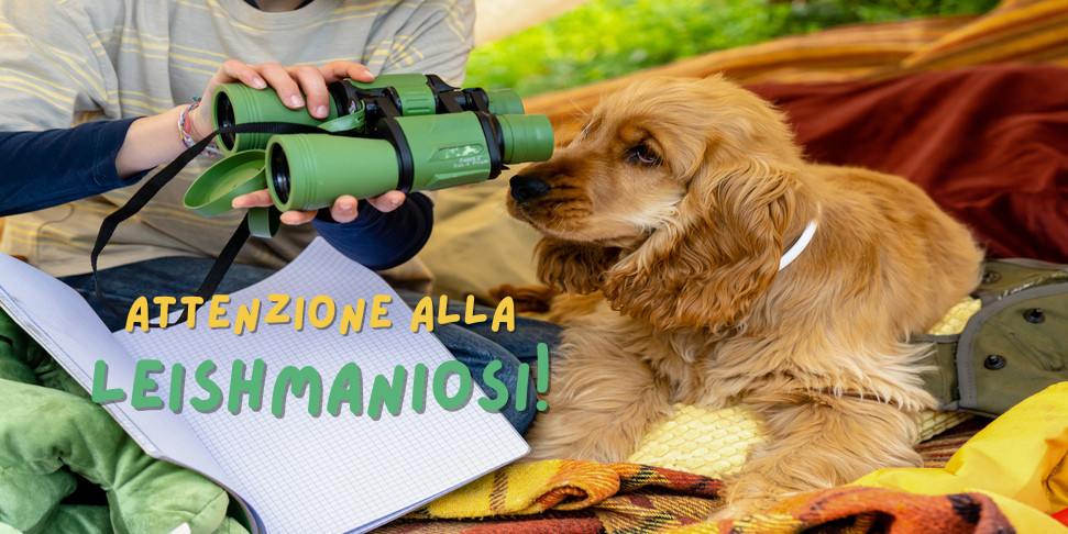 INFESTAZIONE DI PULCI IN CASA: ECCO COME FARE