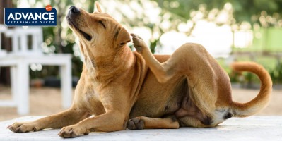 Come trattare la dermatite atopica nei cani?