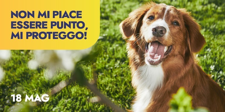 Prenditi cura del tuo gattino con Royal Canin, per te 5€ di sconto!